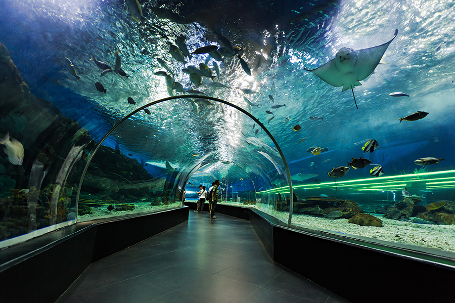 ドバイ水族館