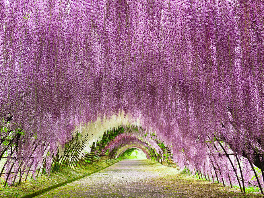 北九州の河内藤園